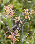 Spotted Towhee